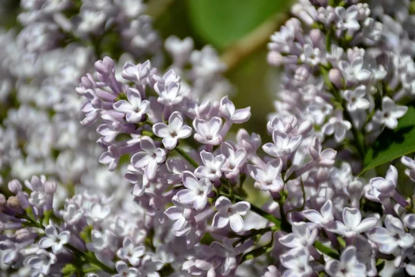 Dettaglio da fiori lilla — Foto Stock