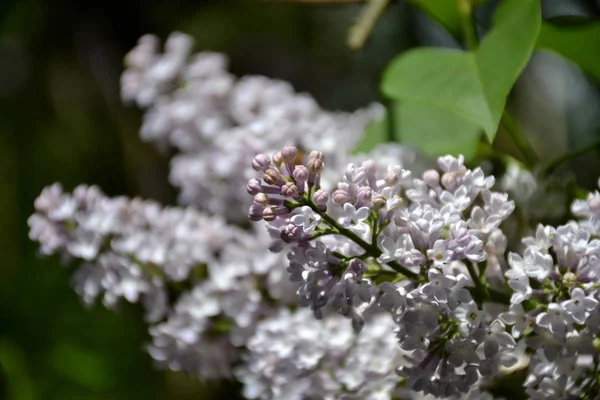 Detail from lilac flowers — Stock Photo, Image