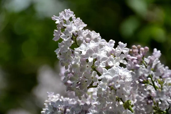 Détail des fleurs de lilas — Photo