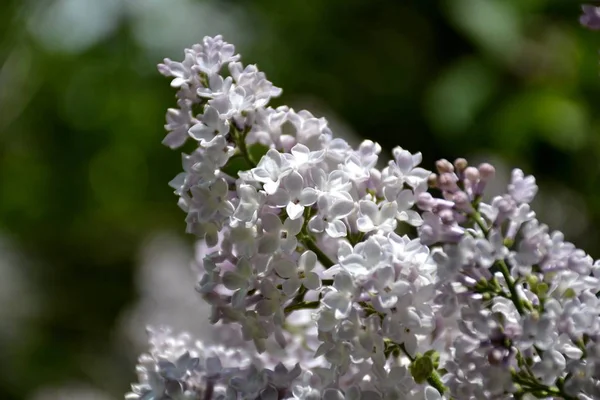 Dettaglio da fiori lilla — Foto Stock