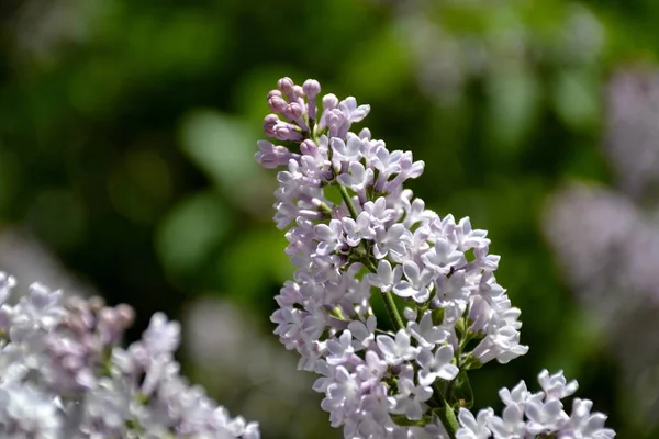 Dettaglio da fiori lilla — Foto Stock