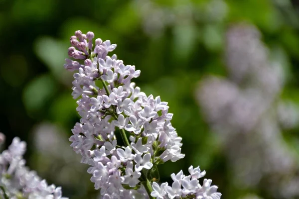 Dettaglio da fiori lilla — Foto Stock