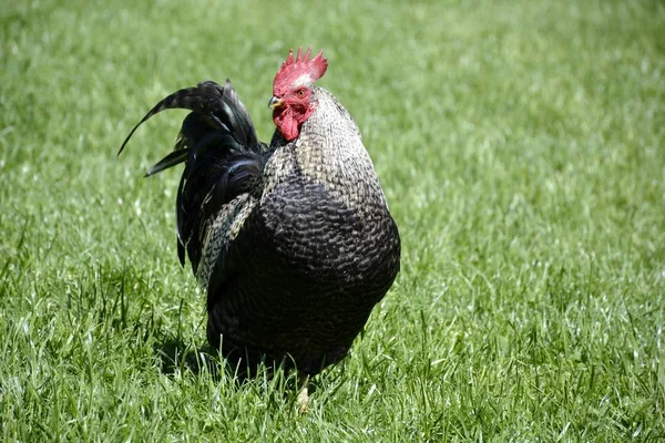 Detail van een wild haan — Stockfoto