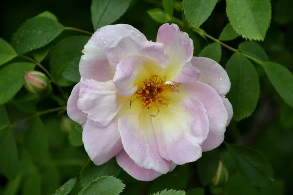 Details von Wildrose und Blättern — Stockfoto