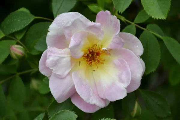 Szczegóły dotyczące dzikiej róży i liści — Zdjęcie stockowe