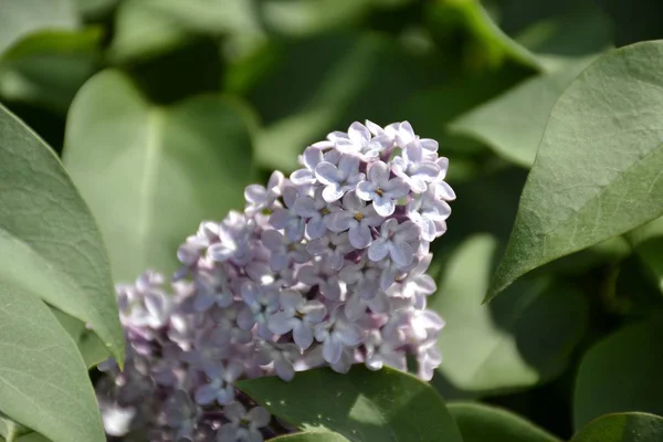 从丁香花的细节 — 图库照片