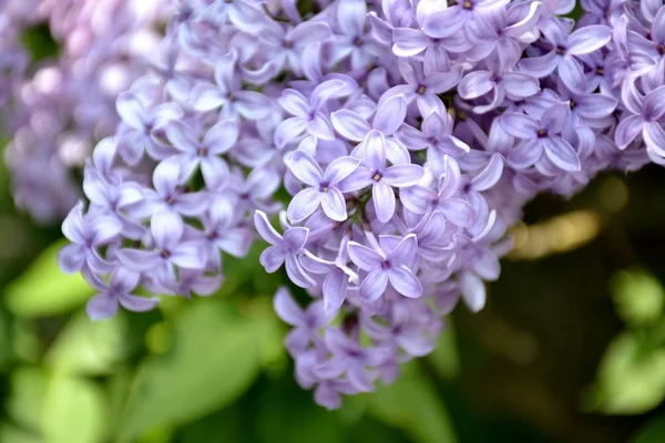 Detail from lilac flowers — Stock Photo, Image