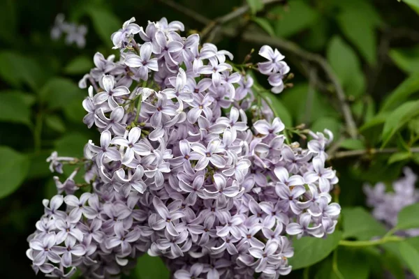Detail from lilac flowers — Stock Photo, Image