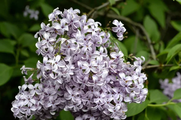 从丁香花的细节 — 图库照片