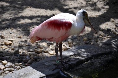 Pembe kaşıkçı kuşu portresi