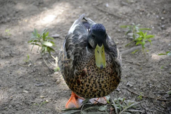 Retrato de um pato selvagem ao ar livre — Fotografia de Stock