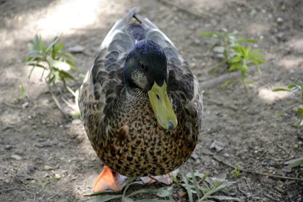 Portrait of a wild duck outdoors — Stock Photo, Image