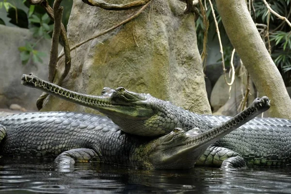 Vahşi gharial sürüngenler ayrıntılarını — Stok fotoğraf