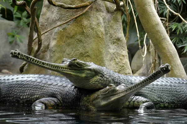 Vahşi gharial sürüngenler ayrıntılarını 
