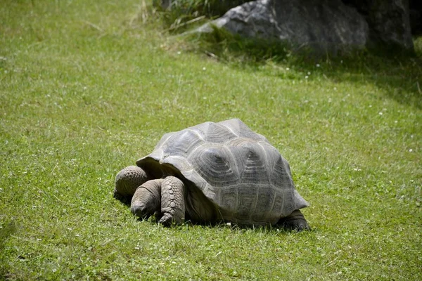 Détails de la tortue des Galapagos sauvages — Photo