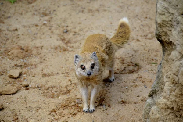 Detalles de un zorro mangosta amarillo salvaje — Foto de Stock