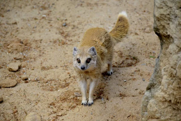 キイロマングース野生キツネの詳細 — ストック写真