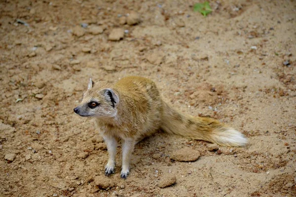 Detaljer för en vilda Gul mangust räv — Stockfoto