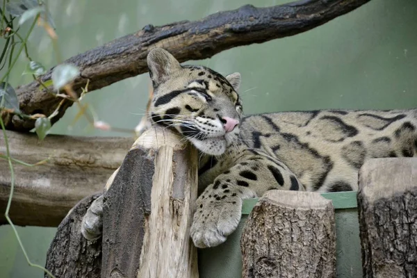 Details eines wilden, wolkigen Leoparden — Stockfoto