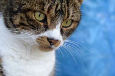 Evcil bir kedinin portresi 