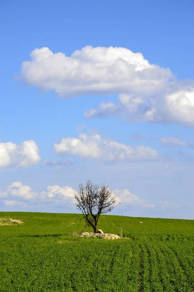 Landschap in het voorjaar met bewolkte hemel — Stockfoto