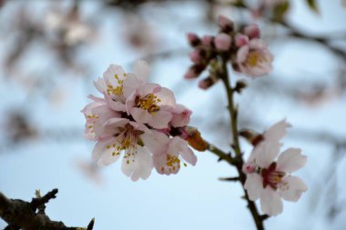 Badem ağacı çiçek ayrıntılarını 