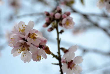 Badem ağacı çiçek ayrıntılarını 