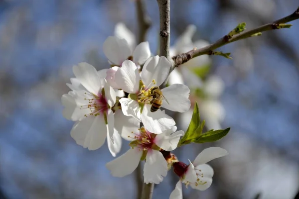 Details of almond tree flowers