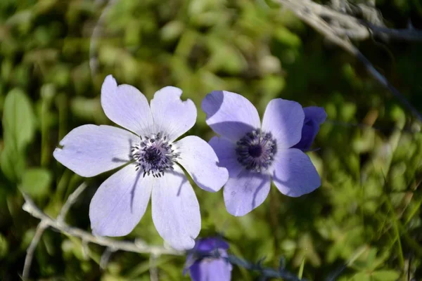 Detalhes de flores de anêmona selvagens — Fotografia de Stock