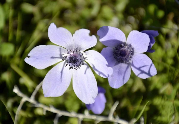 Details voor wild anemone bloemen — Stockfoto