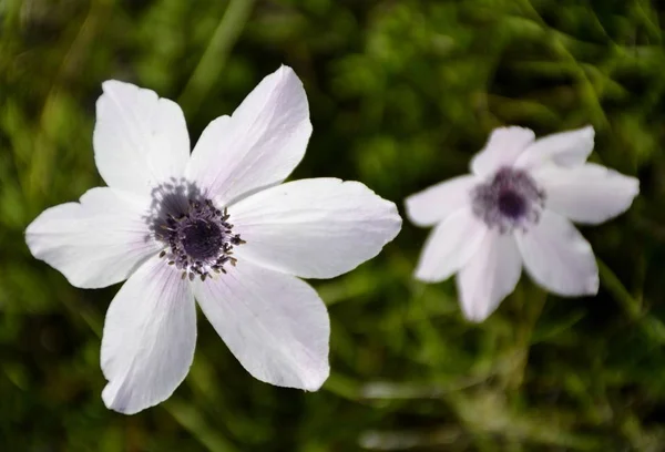 Details of wild anemone flowers