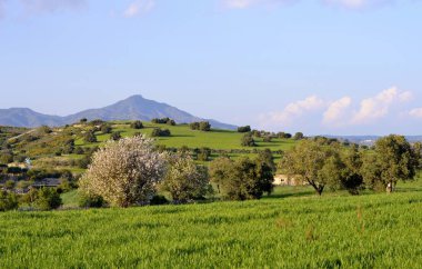 Badem ağaçları ile manzara 