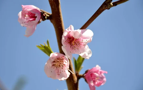 野生の花咲く桃の木の詳細情報 — ストック写真