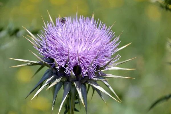 Detail einer wilden Milchdistel — Stockfoto