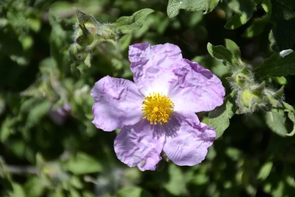 Details einer wilden Felsrose — Stockfoto