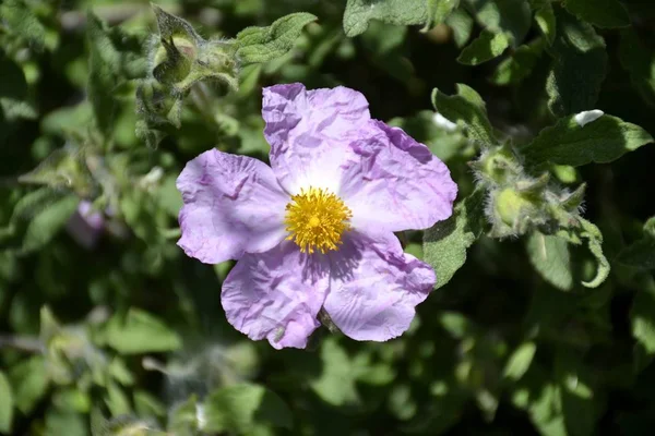 Details einer wilden Felsrose — Stockfoto