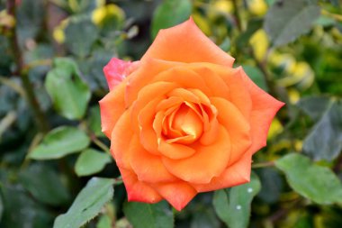 Bir açık yabani gül çiçek yeşil yaprakları ile arka plan olarak ayrıntılarını 