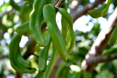 Vahşi yeşil keçiboynuzu kaynaklanıyor ve yeşil yaprakları ayrıntıları 