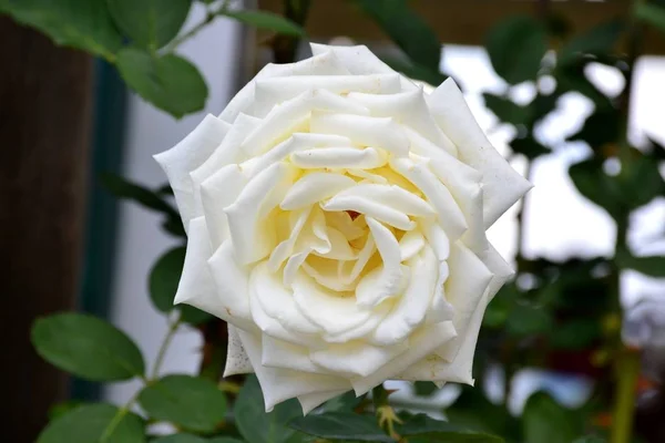 Details Einer Offenen Wildrosenblume Mit Grünen Blättern Als Hintergrund — Stockfoto