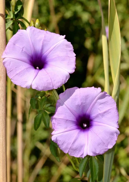 Detalle Flores Bindweed Silvestres Púrpura Pétalos Verdes —  Fotos de Stock