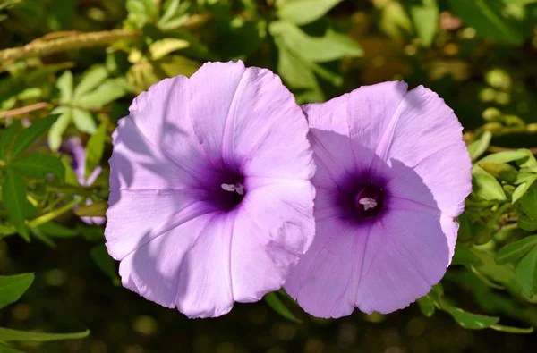 Detalj Lila Vilda Vinda Blommor Och Gröna Blad — Stockfoto