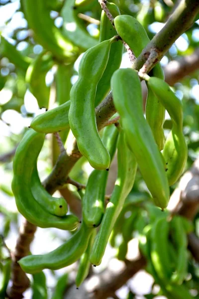 Details Von Wilden Grünen Johannisbrotstämmen Und Grünen Blättern — Stockfoto