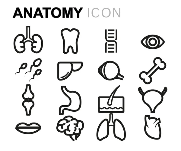 Conjunto de ícones de anatomia de linha preta vetorial —  Vetores de Stock