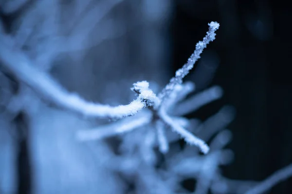 Branches de plantes en hiver dans le givre et la neige — Photo