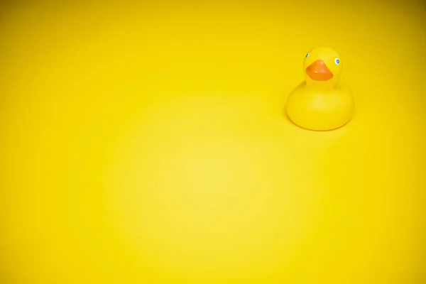 rubber duck isolated on yellow background