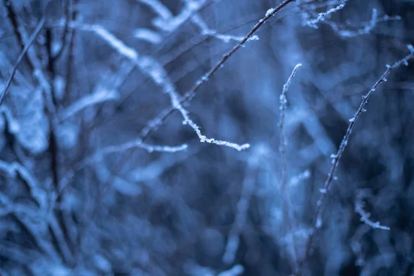 Branches of plants in winter in hoarfrost and snow — Stock Photo, Image