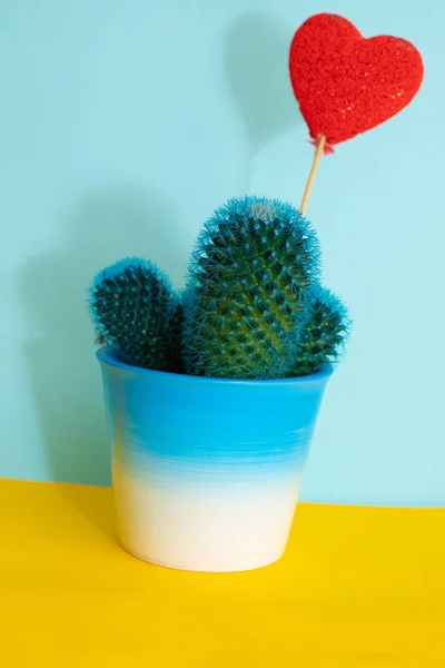 Kis türkiz kaktusz, kék háttérrel, szívcukorkával. Másold a helyet. Háztartási növények koncepciója. — Stock Fotó