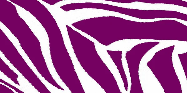 Impresión de cebra en púrpura y blanco para fondo . —  Fotos de Stock