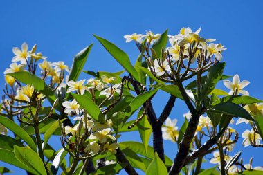 Krem ve sarı çiçekler ve parlak yeşil l ile Frangipani ağacı