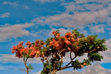 Yine pembe ve sarı çiçeklerile Hawaii Gökkuşağı Duş ağacı